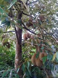 Duren cocok di Rejosari