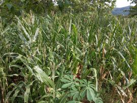 Ulat Jagung Mengamuk, Mbah Wardi gagal Panen Jagung