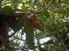 Ulat Mete Mulai Menyerang, Petani terancam gagal Panen