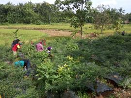 Sekali panen cabe, 50 kg ditangan Gapoktan