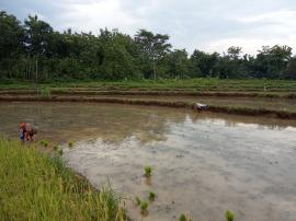 Petani Gembira, Hujan Terus Turun, Musim Tanam II siap di Gerakkan