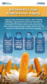 Setelah gabah, Bulog juga akan serap jagung petani 