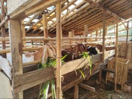 Pastikan unit usaha ternak kambing tetap eksis, Pengurus Kartuna Rejosari lakukan pengecekan aset