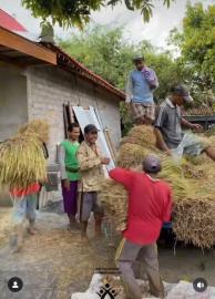Panen padi, harapan masyarakat petani akan harga gabah yang baik