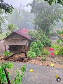 Hujan dan angin kencang tumbangkan pepohonan di Bedil Wetan