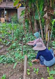 Penuhi gizi keluarga, KWT Agung Rejeki manfaatkan lahan pekarangan