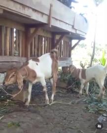 Pastikan pemeliharaan berjalan baik, Karang Taruna Bakti Muda monev program ternak kambing