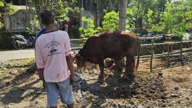 Sambut Idul Adha, Warga Dusun Sempu Lor Sembelih 23 Kambing dan 1 Ekor Sapi